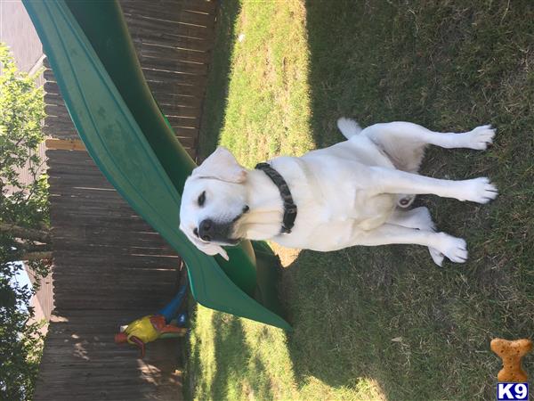a labrador retriever dog lying on grass