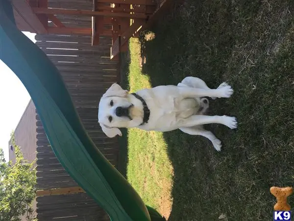 Labrador Retriever stud dog