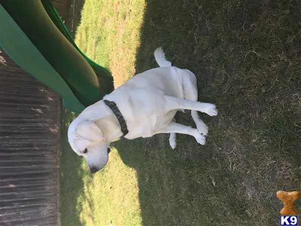 Labrador Retriever stud dog