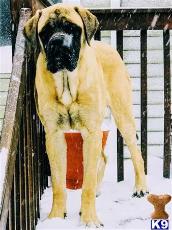 Mastiff stud dog