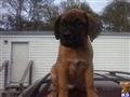 bullmastiff puppy posted by chefwd