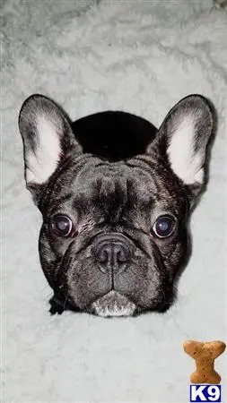 French Bulldog stud dog