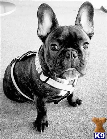 French Bulldog stud dog