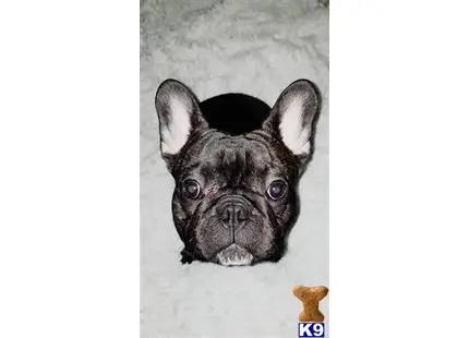 a small black french bulldog dog