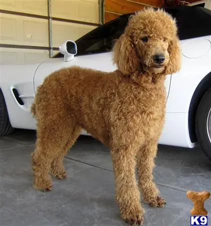 Poodle stud dog