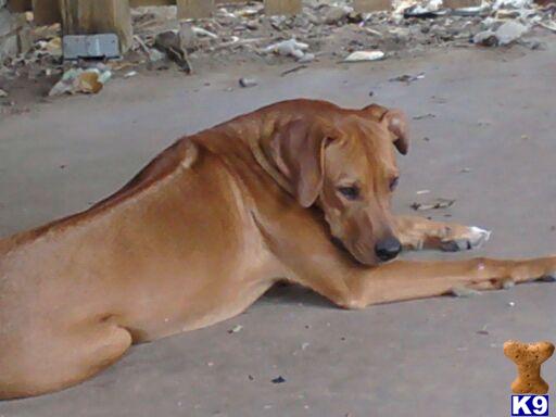 rhodesian ridgeback puppies price rhodesian ridgeback puppy for sale major price reduction on rhodesian ridgeback pups rhodesian ridgeback puppies price rhodesian ridgeback puppy for sale major price reduction on rhodesian ridgeback pups