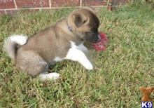 akita puppy posted by chelseabowen