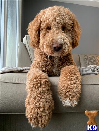 Goldendoodles