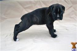 Boxer
