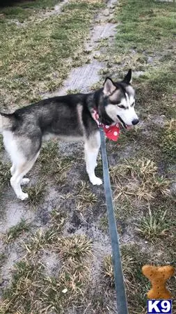 Siberian Husky stud dog