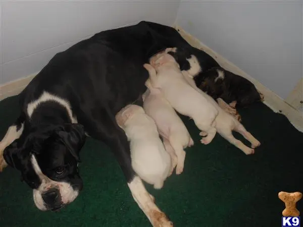 Boxer female dog: Black and white Boxer nursing four puppies on green carpet