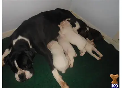Boxer