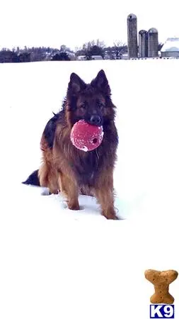 German Shepherd stud dog: a german shepherd dog with a ball in its mouth in the snow