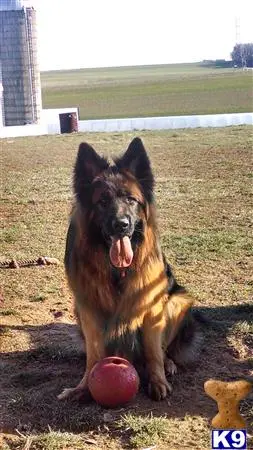 German Shepherd stud dog: a german shepherd dog sitting on the ground with a ball in front of it