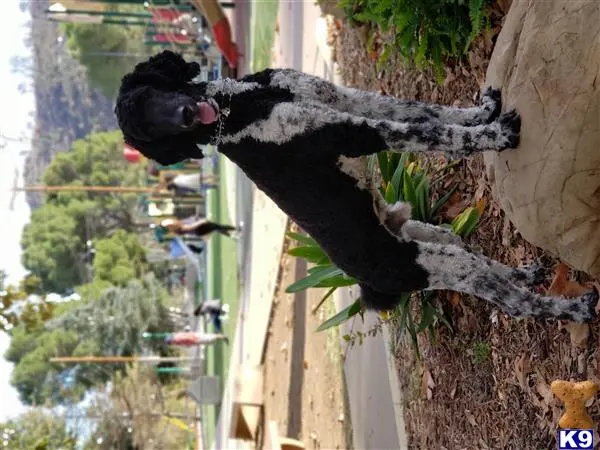 Poodle stud dog