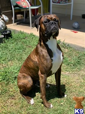 Boxer stud dog