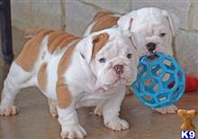 english bulldog puppy posted by chestneol