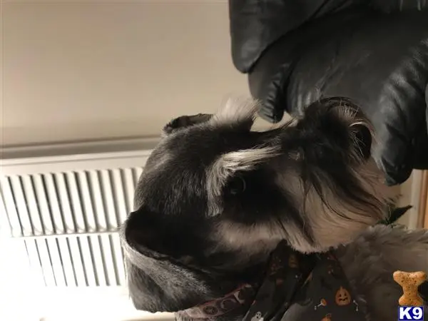 Miniature Schnauzer