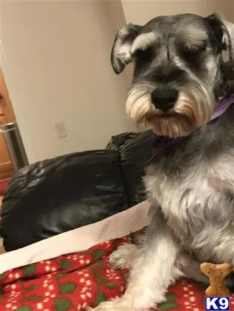 Miniature Schnauzer stud dog