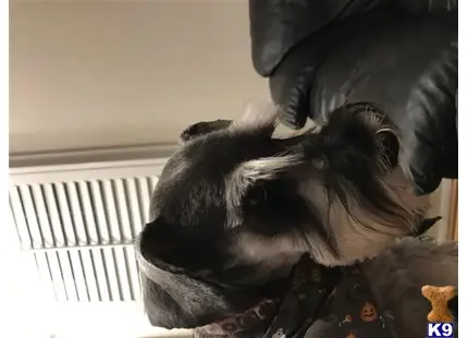 a miniature schnauzer dog looking up