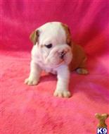 english bulldog puppy posted by chestwendy