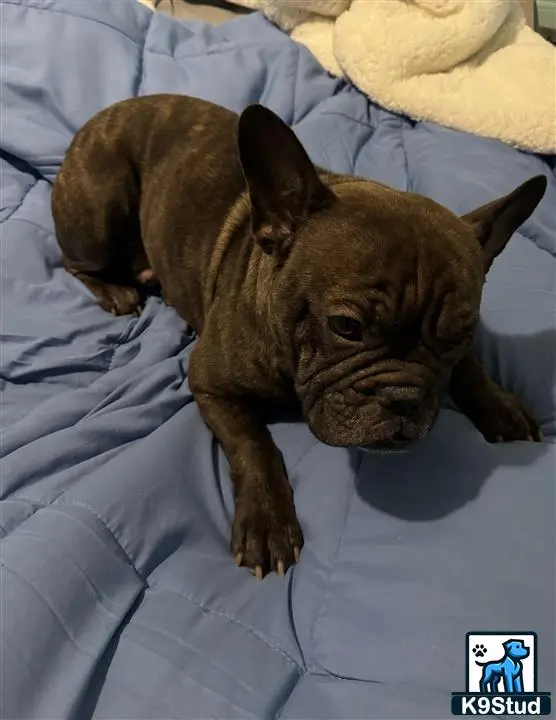French Bulldog stud dog: a cat lying on a bed
