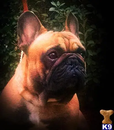 French Bulldog stud dog