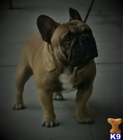 French Bulldog stud dog