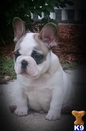 French Bulldog stud dog