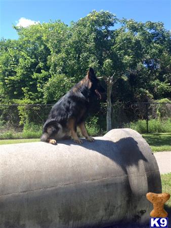 a german shepherd dog sitting on a rock