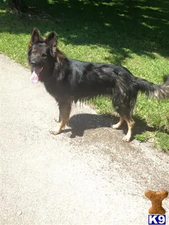 German Shepherd stud dog