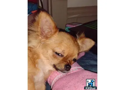 Chihuahua