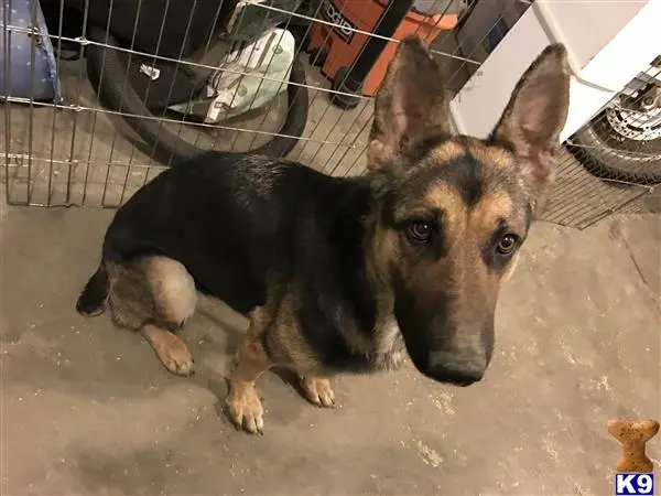 German Shepherd female dog