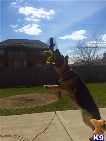 German Shepherd female dog