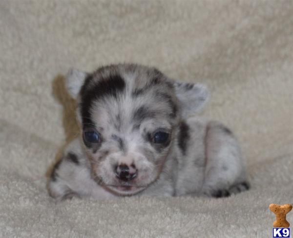 merle applehead chihuahua