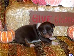 Chihuahua