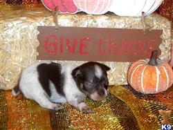 Chihuahua
