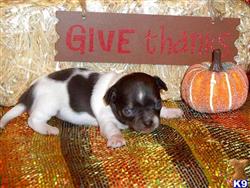 Chihuahua