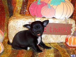 Chihuahua