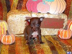 Chihuahua