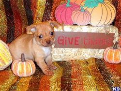 Chihuahua