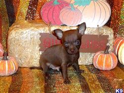 Chihuahua