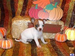Chihuahua