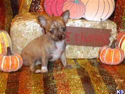 Chihuahua