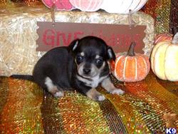 Chihuahua