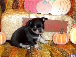 Chihuahua