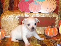 Chihuahua