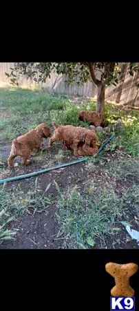 Poodle puppy for sale