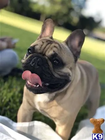 French Bulldog stud dog