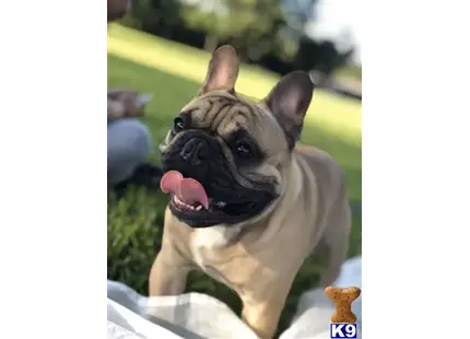 a french bulldog dog licking its nose